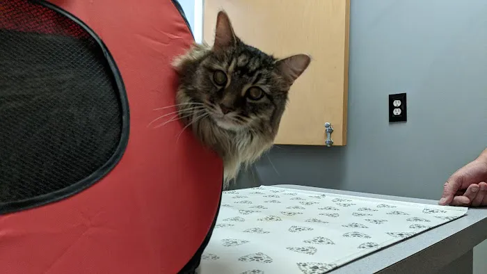 Wake Forest Animal Hospital Picture 4