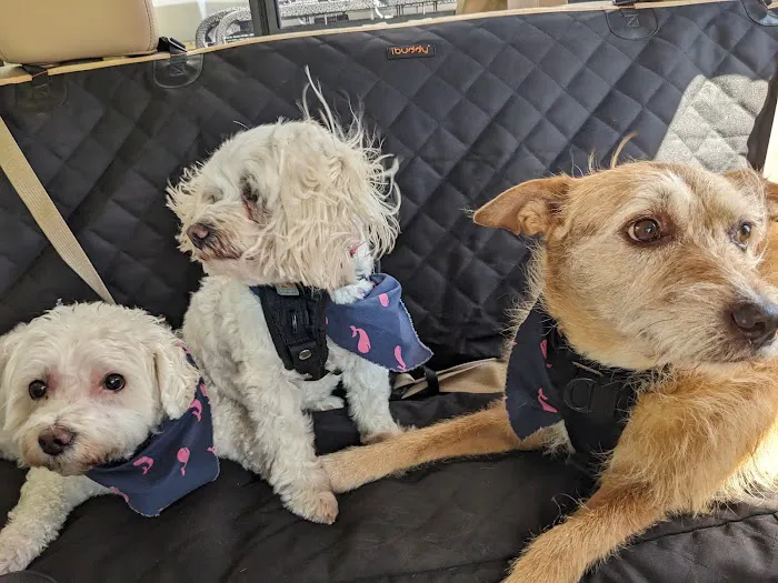 Wake Forest Animal Hospital Picture 9