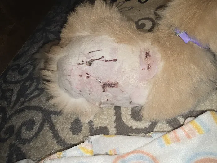 Wake Forest Animal Hospital Picture 2