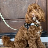 Wake Forest Animal Hospital ico
