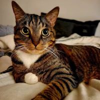Banfield Pet Hospital ico