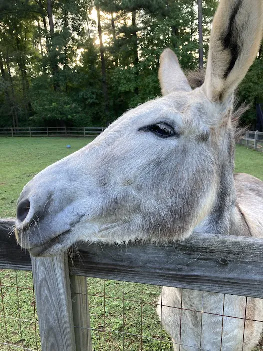 Large Animal Veterinary Services Picture 1