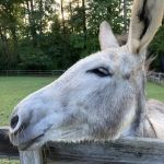 Large Animal Veterinary Services