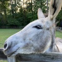 Large Animal Veterinary Services ico