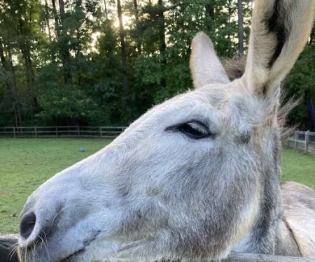 Large Animal Veterinary Services