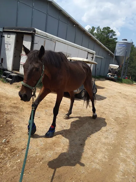 Large Animal Veterinary Services Picture 3