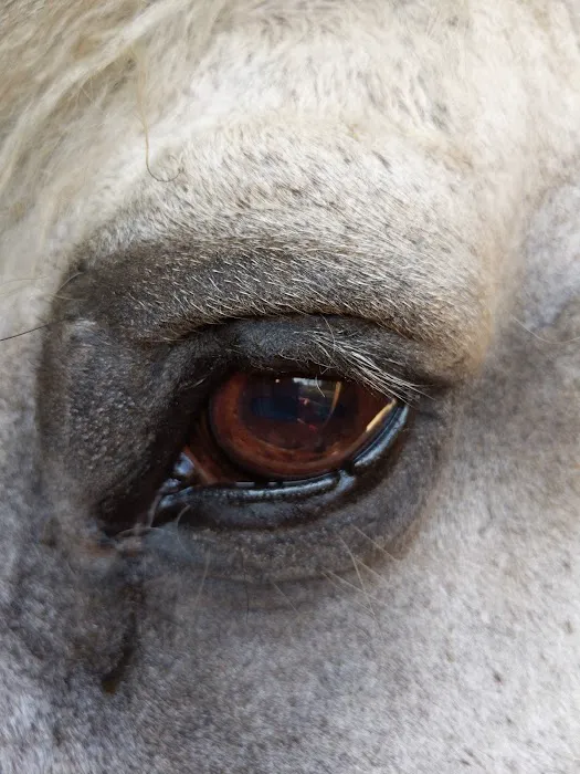 Large Animal Veterinary Services Picture 4