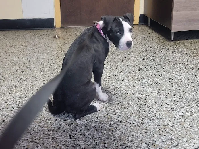 Youngsville Animal Hospital Picture 9