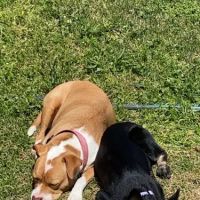 Bayleaf Veterinary Hospital ico