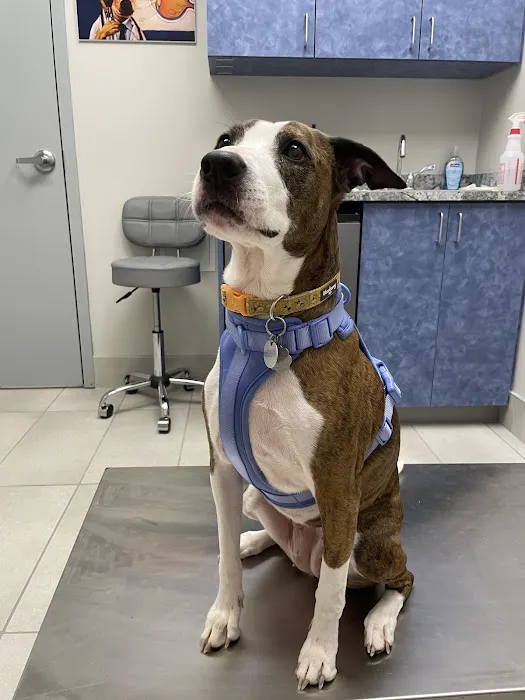 Bayleaf Veterinary Hospital Picture 7