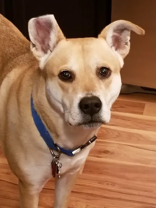 Bayleaf Veterinary Hospital Picture 9