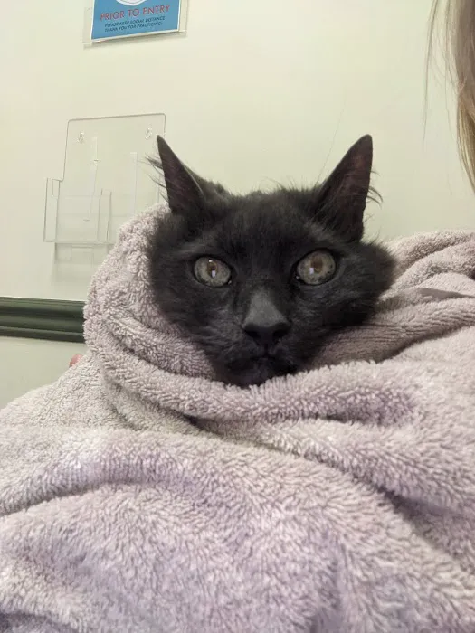 Bowman Animal Hospital and Cat Clinic Inc Picture 6