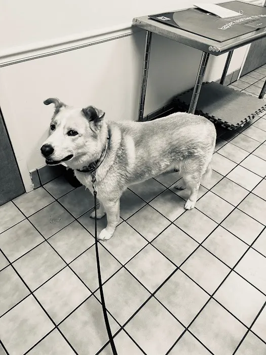 Bowman Animal Hospital and Cat Clinic Inc Picture 8