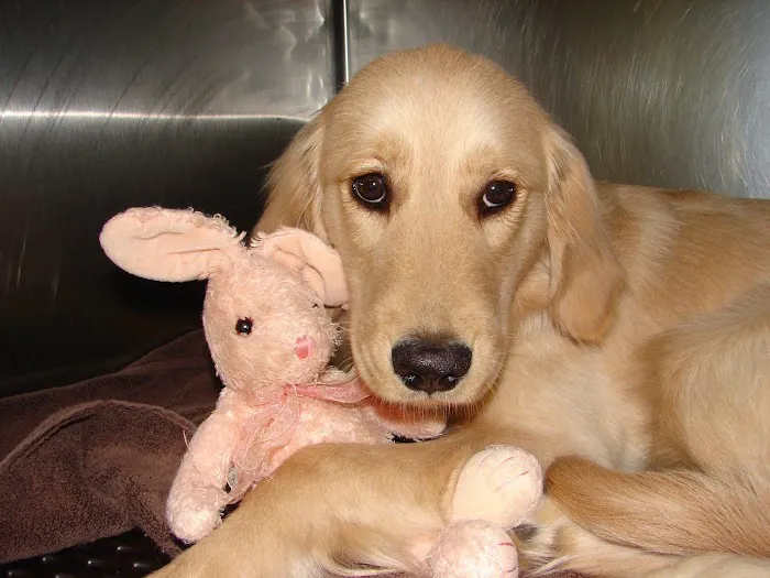 Armadale Animal Hospital Picture 3