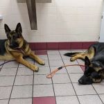 Leesville Animal Hospital