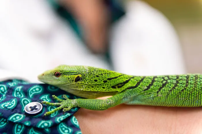 Avian and Exotic Animal Care Picture 4