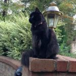 Page Point Animal Hospital and Pet Resort