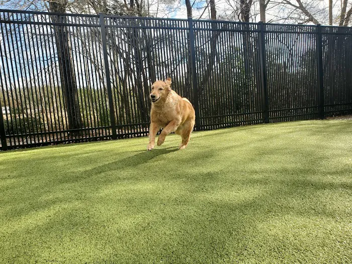 Page Point Animal Hospital and Pet Resort Picture 3