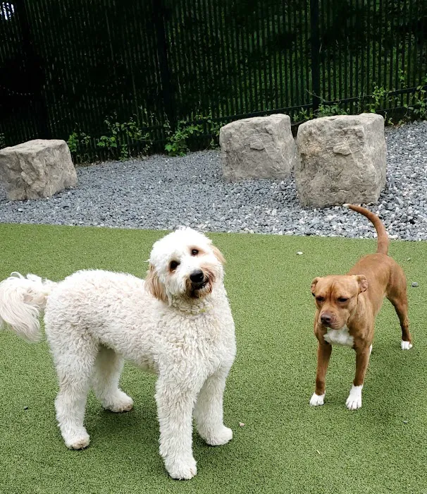 Page Point Animal Hospital and Pet Resort Picture 5
