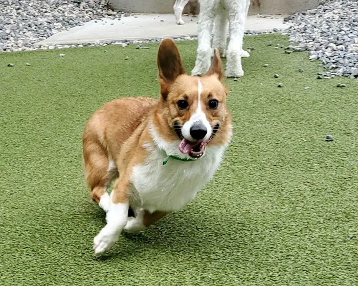 Page Point Animal Hospital and Pet Resort Picture 9