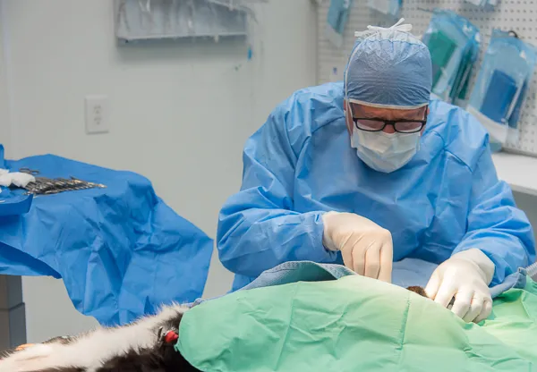 VetMed Alliance Picture 7