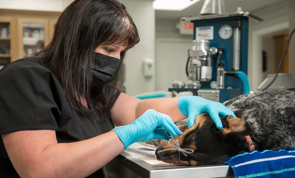 VetMed Alliance Picture 9