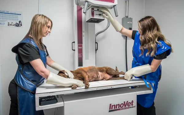 VetMed Alliance Picture 8