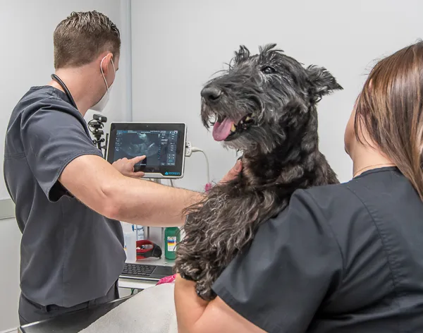 VetMed Alliance Picture 4