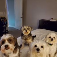 Banfield Pet Hospital ico