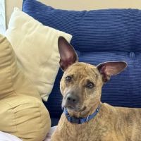 Ellis Crossing Animal Hospital ico