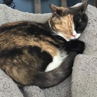 Cornwallis Road Animal Hospital ico