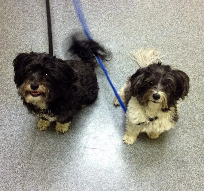 Cornwallis Road Animal Hospital Picture 7