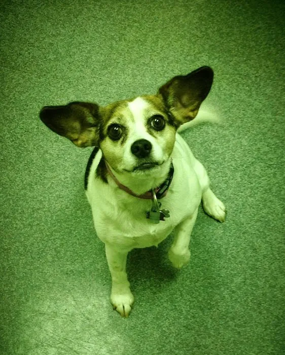 Cornwallis Road Animal Hospital Picture 10