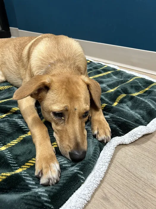 Truss Vet - Veterinary Urgent Care Picture 8