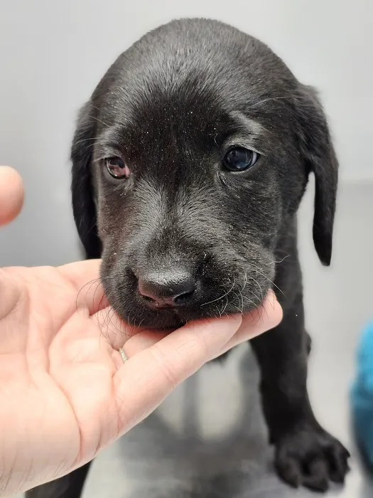 Animal Clinic of Caroline Picture 4