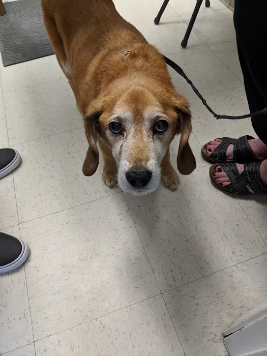 Animal Clinic of Caroline Picture 7