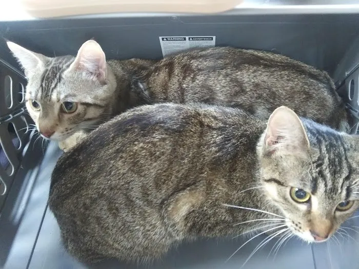 Animal Clinic of Caroline Picture 8