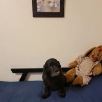 Animal Clinic of Caroline ico