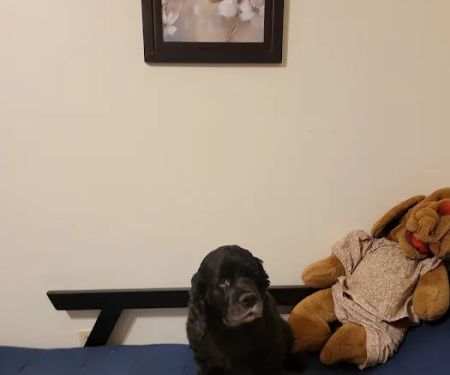 Animal Clinic of Caroline