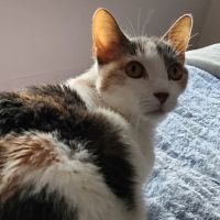 Caroline Animal Hospital ico