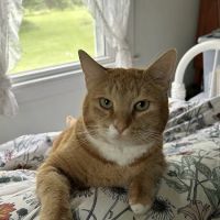 Montpelier Veterinary Hospital ico