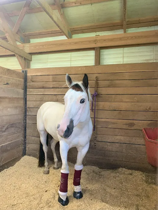 Woodside Equine Clinic Picture 5