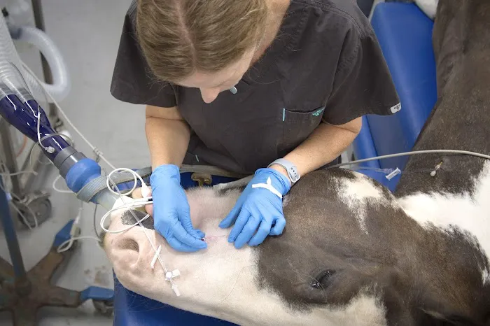 Woodside Equine Clinic Picture 4