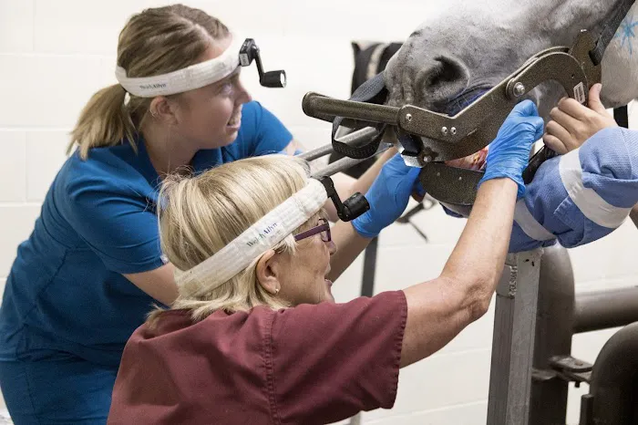 Woodside Equine Clinic Picture 1