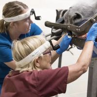 Woodside Equine Clinic ico