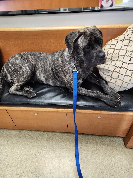 Ashland Veterinary Hospital Picture 4
