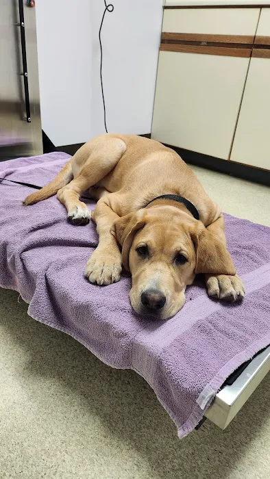 Ashland Veterinary Hospital Picture 2