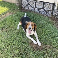 Chenault Veterinary Hospital ico
