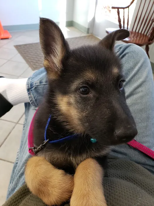 Shady Grove Animal Clinic Picture 9