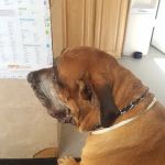 Hart's Animal Hospital - NOW MERGED WITH ANIMAL WELLNESS CENTER OF STRONGSVILLE